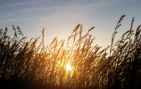 Wild grass silhouette in the rising sunの写真素材