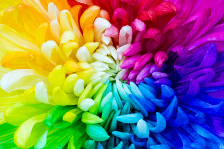 Colorful rainbow flower. chrysanthemum flower backgroundの写真素材