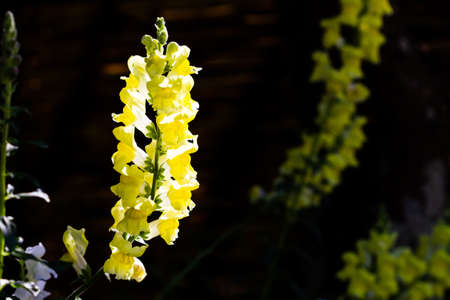 Antirrhinum flowers on beautiful light in garden