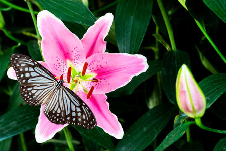 pink lily flower with butterfly on green backgroundの写真素材