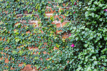 The green creeper plant on brick wallの写真素材