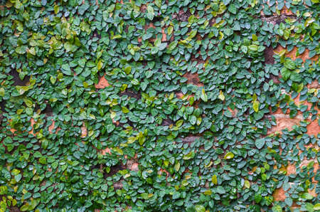 The green creeper plant on brick wall