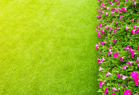 Artificial grass field and flowers in morning light の写真素材