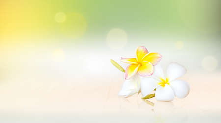 beautiful plumeria flower on soft light backgroundの写真素材