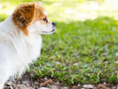 Brown and white Pomeranian sitting in grassの写真素材