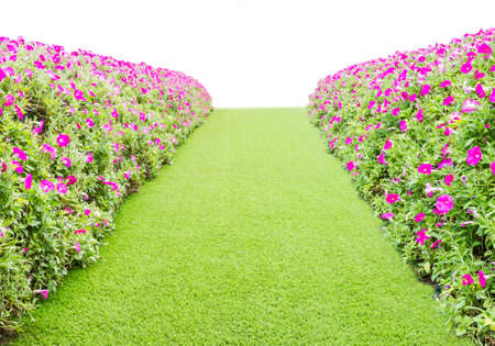 green grass way with flower on the side の写真素材