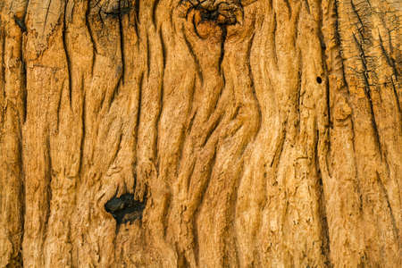 Natural wood texture background. old wooden background.の写真素材