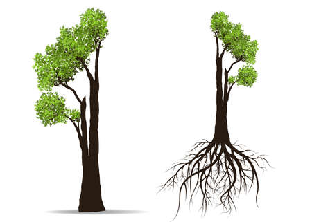 Big tree with root isolated on white background vector illustrationのイラスト素材