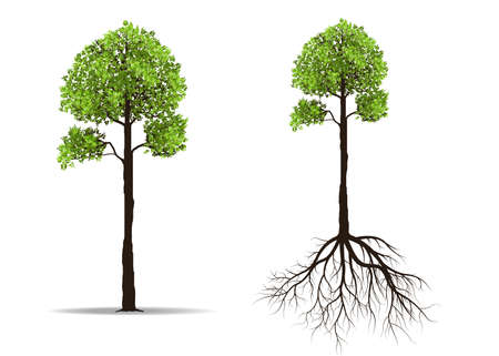 Big tree with root isolated on white background vector illustrationのイラスト素材