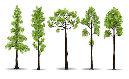 collection of tree isolated on white background, vector illustrationのイラスト素材