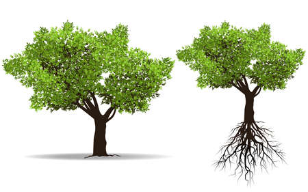 Big tree with root isolated on white background vector illustrationのイラスト素材