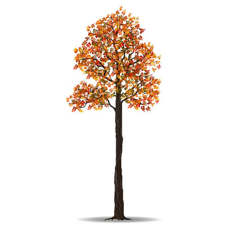 Red autumn tree isolated on white background, vector illustrationのイラスト素材
