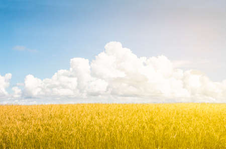 Rice field on blue sky background with cloudの写真素材