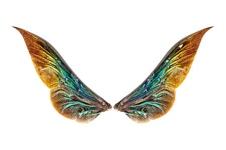 wings of insect isolated on white background with clipping pathの写真素材