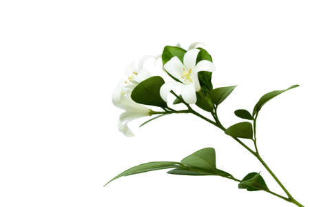 Orange Jessamine (Murraya paniculata), White flower isolated on white background