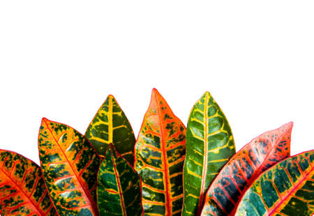 autumn red leaf isolated on white backgroundの写真素材