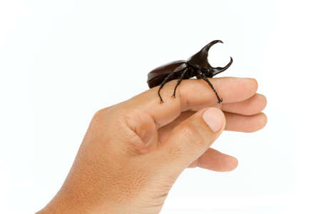 Male Rhinoceros beetle on hand isolated on white backgroundの写真素材