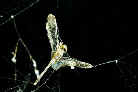 end of the freedom, dragonfly caught in spider webの写真素材