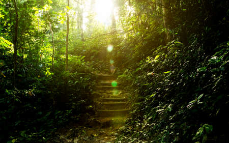 Hiking path in tropical forest. Wooden stairs on jungle with sunriseの写真素材