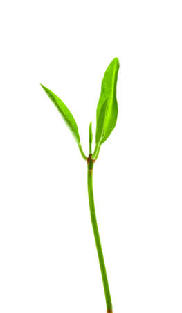 young leaves isolated on white background with clipping pathの写真素材