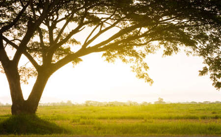 sunrise in meadow with silhouette tree frameの写真素材