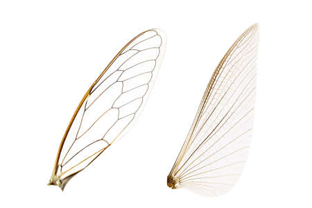 Wings of insect isolated on a white background with clipping pathの写真素材