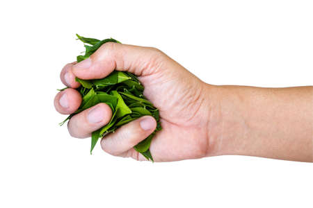 hand holding a leaf isolated on white background with clipping pathの写真素材