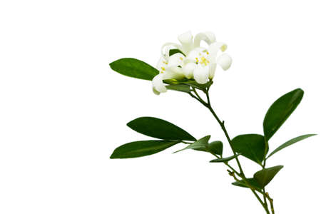Orange Jessamine (Murraya paniculata), White flower isolated on white background