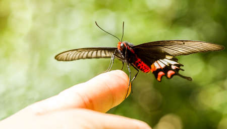Beautiful butterfly sitting on the hand in green backgroundの写真素材