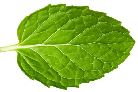 Fresh mint leaves isolated. Mint leaves on white background. Green mint leaves.  with clipping path