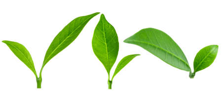Collection of young leaves isolated on white background with clipping pathの写真素材