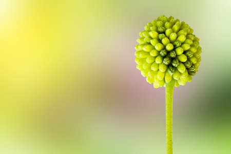 Popinac flower isolated on green background with copy spaceの写真素材