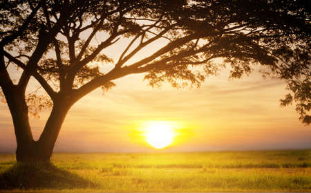 sunrise in meadow with silhouette tree frameの写真素材