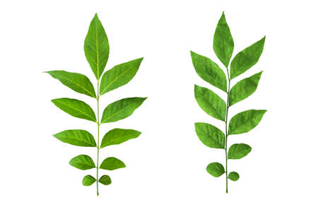 green leaves isolated on white backgroundの写真素材