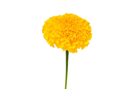 yellow marigold isolated on white background with clipping pathの写真素材