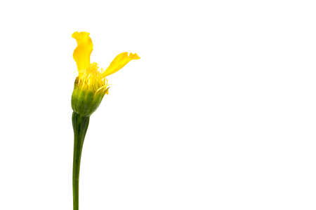 yellow marigold isolated on white backgroundの写真素材