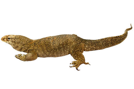 Varanus bengalensis isolated on white backgroundの写真素材
