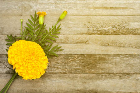 yellow marigold on wooden background. beautiful flower . copy spaceの写真素材