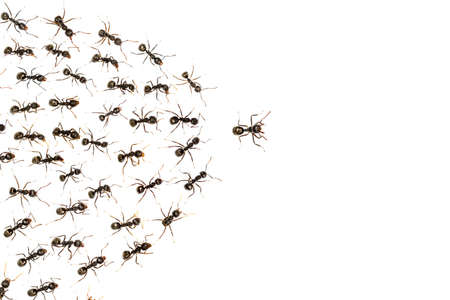 leader ants and servant ant isolated on white background, business conceptの写真素材