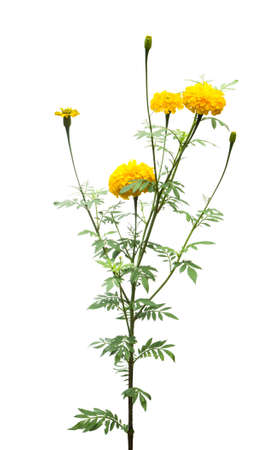 yellow marigold isolated on white backgroundの写真素材