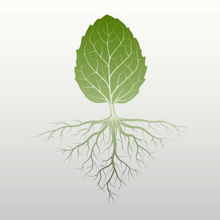 Fresh peppermint leaf with root. Mint leaves or herb plant isolated on white background, foliage vector.のイラスト素材