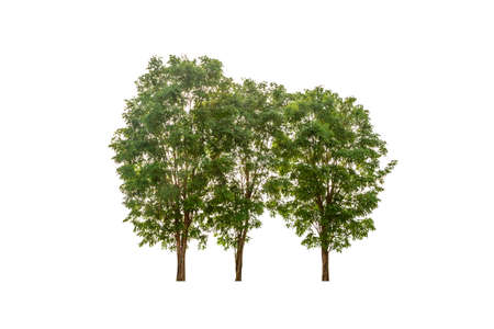 big tree isolated on a white background の写真素材