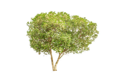 big tree isolated on a white background の写真素材