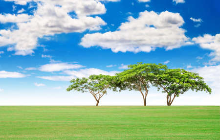 Summer landscape of grass and big trees with blue sky and cloudの写真素材