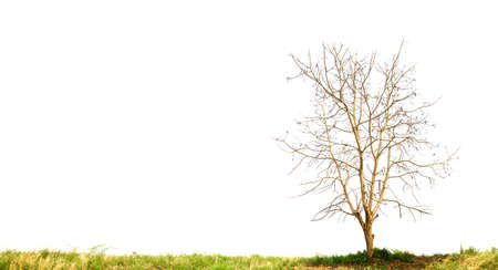 dry tree isolated on a white background の写真素材