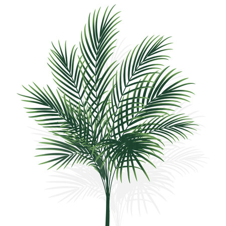 palm tree isolated on white background, vector illustrationのイラスト素材