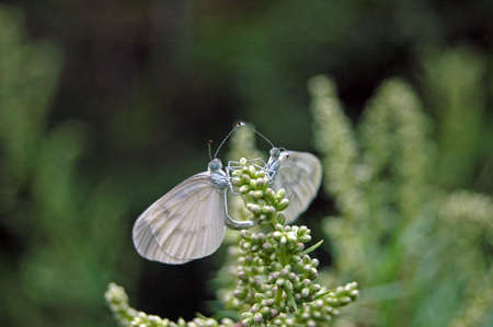 Two butterflies