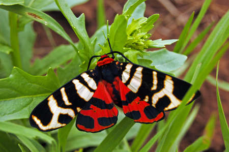 Tiger mothの写真素材