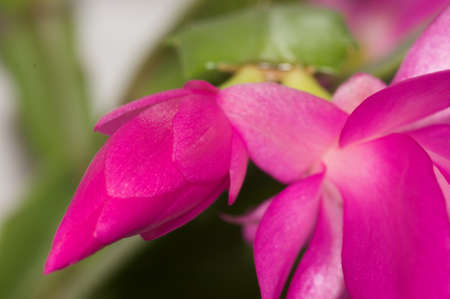 Bloom of a Christmas cactusの写真素材