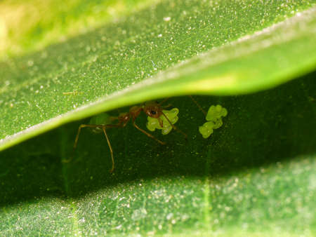 Weaver ant with egg packet under a leaf. High quality photo